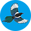MagpieCoin